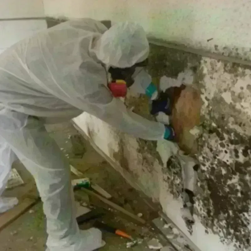 Mold Remediation and Removal in Texas County, OK